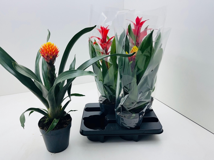 <h4>GUZM GEM 3 SRT</h4>