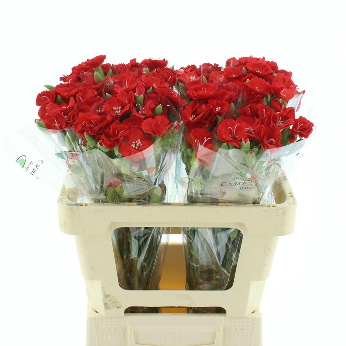 <h4>DI TR SIMPLY LOVE RED EXTRA*</h4>