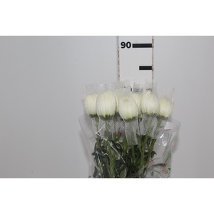 ANASTASIA MAGNUM 080 CM BRANCO
