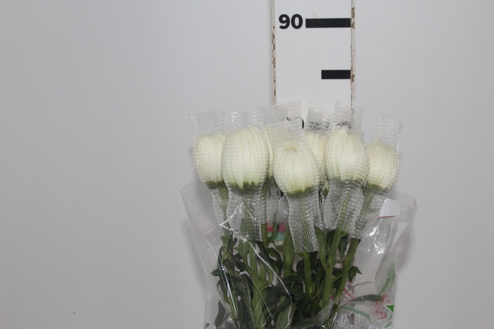 <h4>ANASTASIA MAGNUM 080 CM BRANCO</h4>