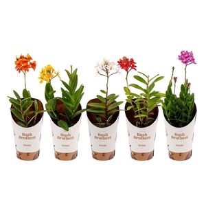 Epidendrum overig