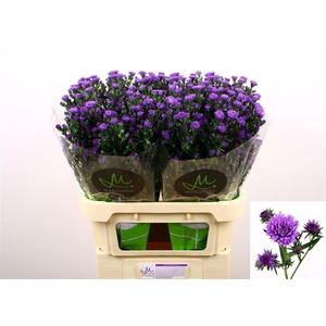 Aster Astee Dark Milka