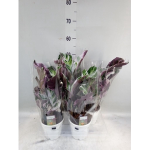 Calathea  'Fusion White'