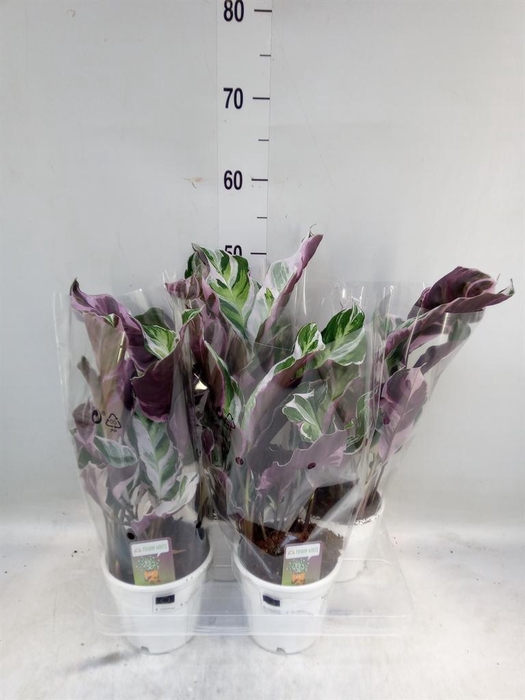 <h4>Calathea 'Fusion White'</h4>