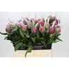 Paeonia Belgravia
