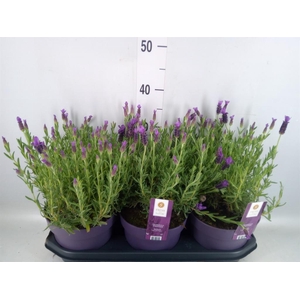 Lavandula stoec. 'Anouk'