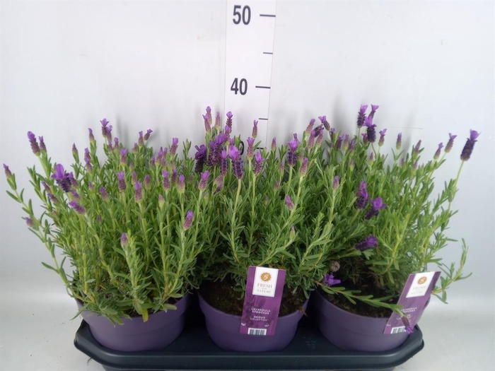 <h4>Lavandula stoec. 'Anouk'</h4>