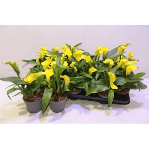 arr8 Zant Captain Solo