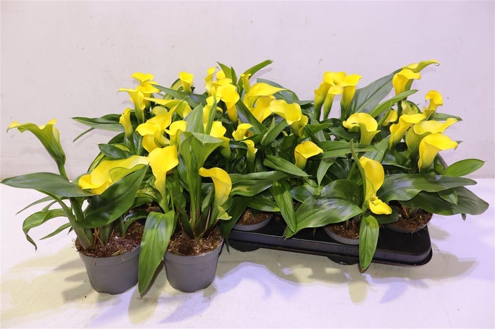 <h4>arr8 Zant Captain Solo</h4>