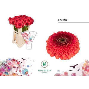 Germini Pomponi Loun Water x40