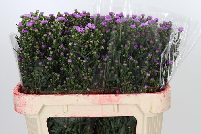 <h4>Aster Painted Lady</h4>