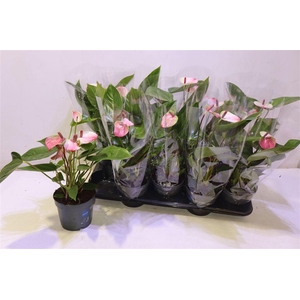 arr8 Anthu A Lipa Pi Mini