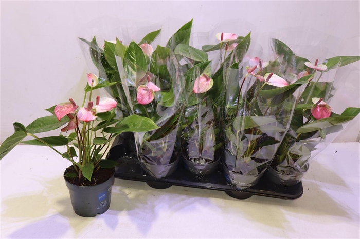 <h4>arr8 Anthu A Lipa Pi Mini</h4>