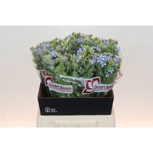 Oxypetalum Tweedia Blue