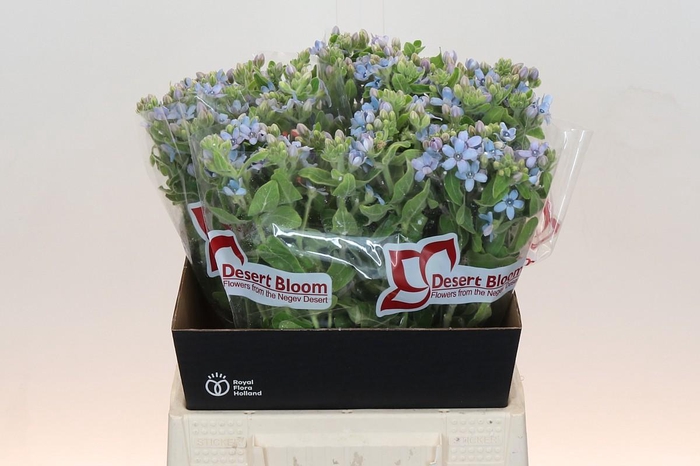 <h4>Oxypetalum Tweedia Blue</h4>