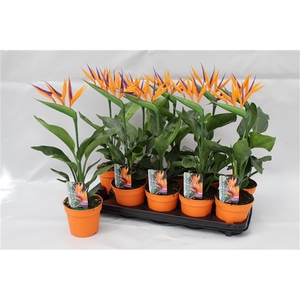 Strelitzia reginae p13 2pp (met 1 kunstbloem)