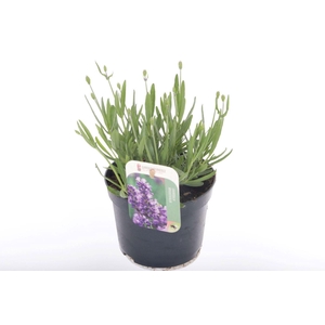 Lavandula Havanna Dark