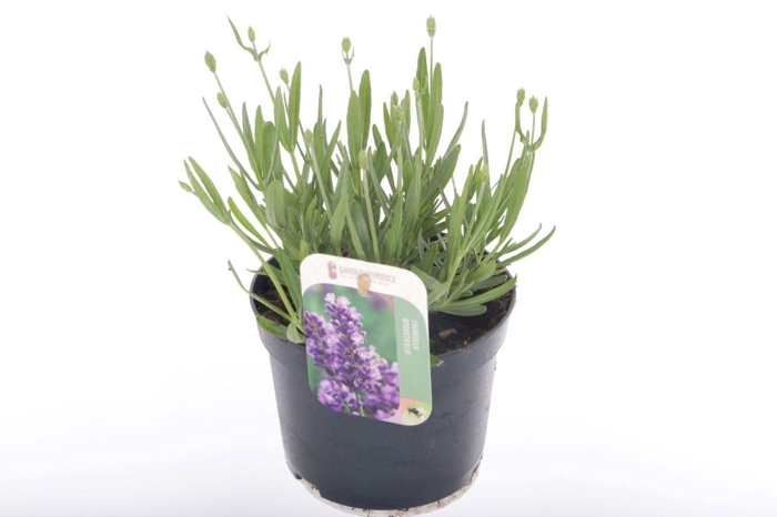 Lavandula Havanna Dark