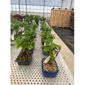 Prunus tomentosa, pot 19cm. various pot color.