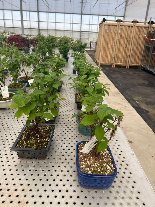 <h4>Prunus tomentosa, pot 19cm. various pot color.</h4>