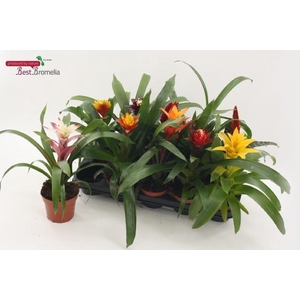 BROMELIA GEM