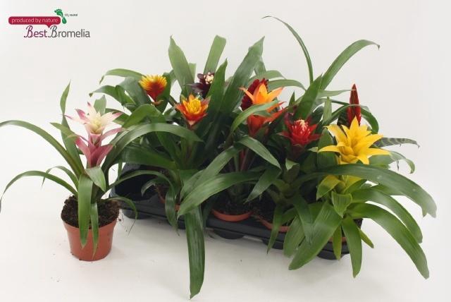 <h4>BROMELIA GEM</h4>