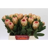 Protea Grandicolor