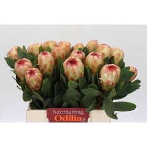 Protea Grandicolor