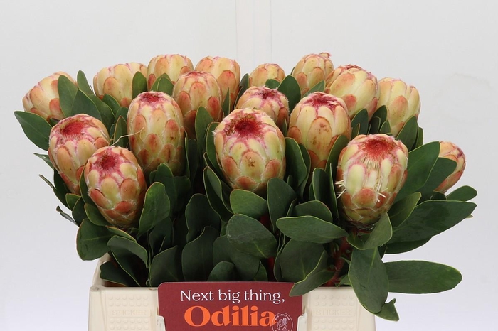 <h4>Protea Grandicolor</h4>