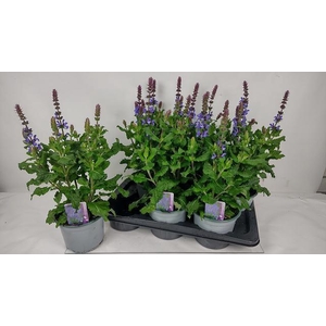 SALVIA BLUE MARVEL