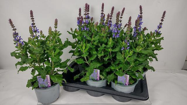 <h4>SALVIA BLUE MARVEL</h4>