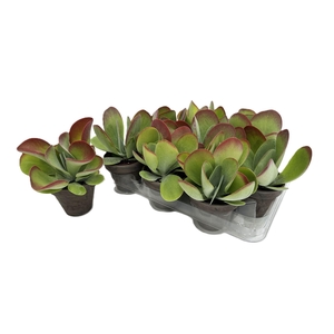 Kalanchoe NF thyrsiflora