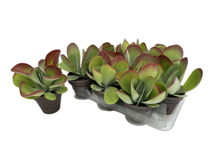 <h4>Kalanchoe NF thyrsiflora</h4>