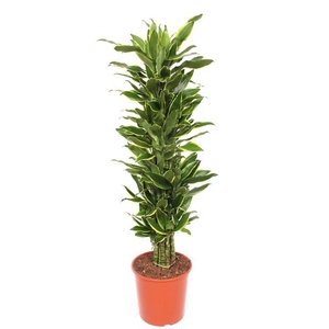 Dracaena Golden Coast