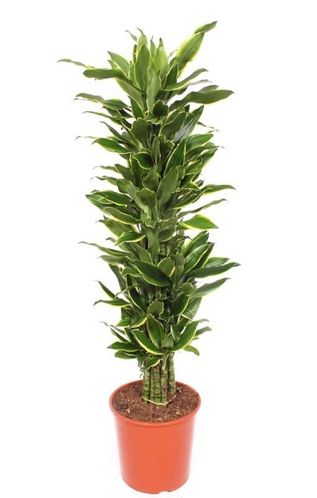 <h4>Dracaena Golden Coast</h4>