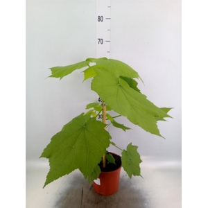 Sparrmannia africana