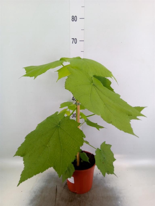 <h4>Sparrmannia africana</h4>