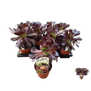 AEONIUM AB VELOURS