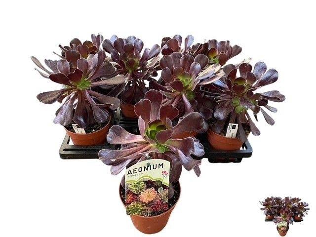 <h4>AEONIUM AB VELOURS</h4>