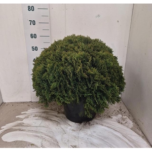 THUJA O DANICA