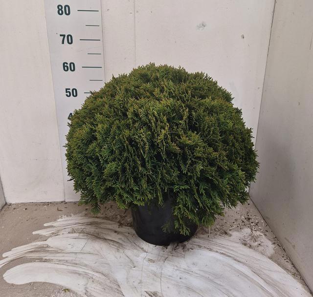 <h4>THUJA O DANICA</h4>