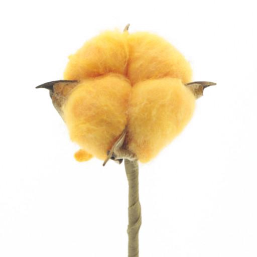 <h4>Sticks 50cm Cotton 5cm</h4>