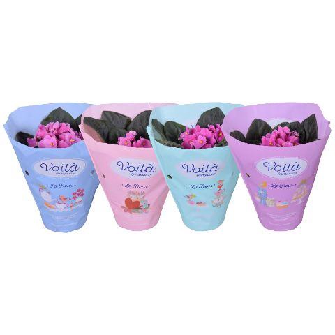 <h4>Saintpaulia Roze voila ''la Fleur''x8</h4>