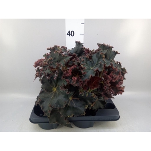 Begonia BD   ...