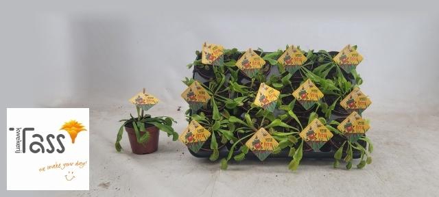 <h4>DIONAEA MUSCIPULA</h4>