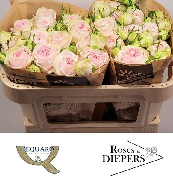 <h4>R Tr Ballerina Summerhouse Diepers</h4>
