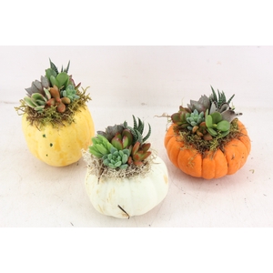 arr3 AD - Pumpkin M x8