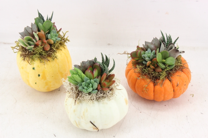 <h4>arr3 AD - Pumpkin M x8</h4>