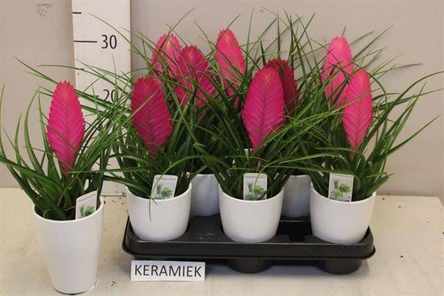 <h4>TILL CY VINCENT</h4>