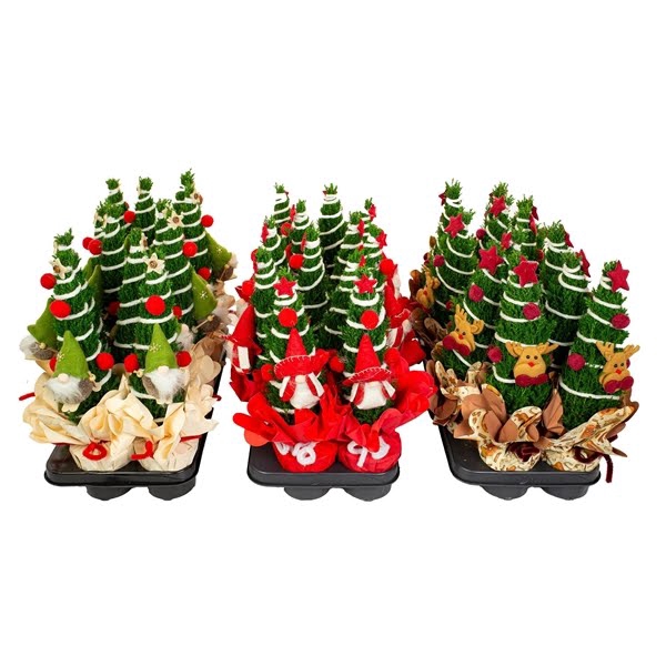 <h4>Chamaecyparis Ellwoodii Christmas Friends ®</h4>